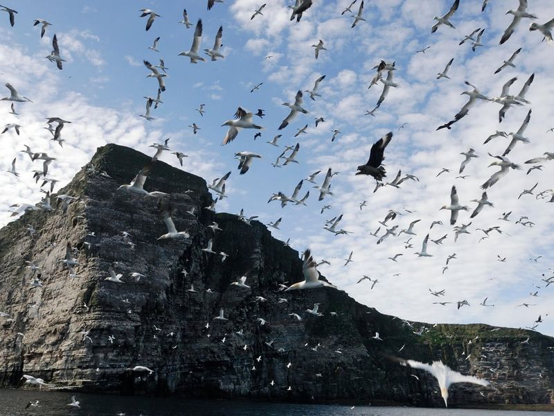 Birds Suddenly Silent