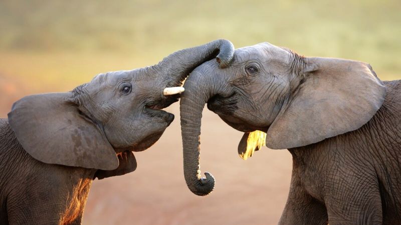 Elephants: Gentle Giants With Heart