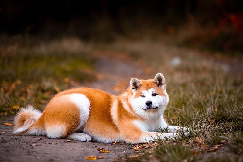 Akita: The Silent Sentinel