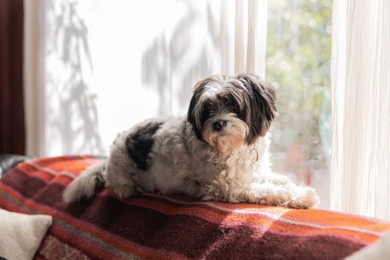 Shih Tzu