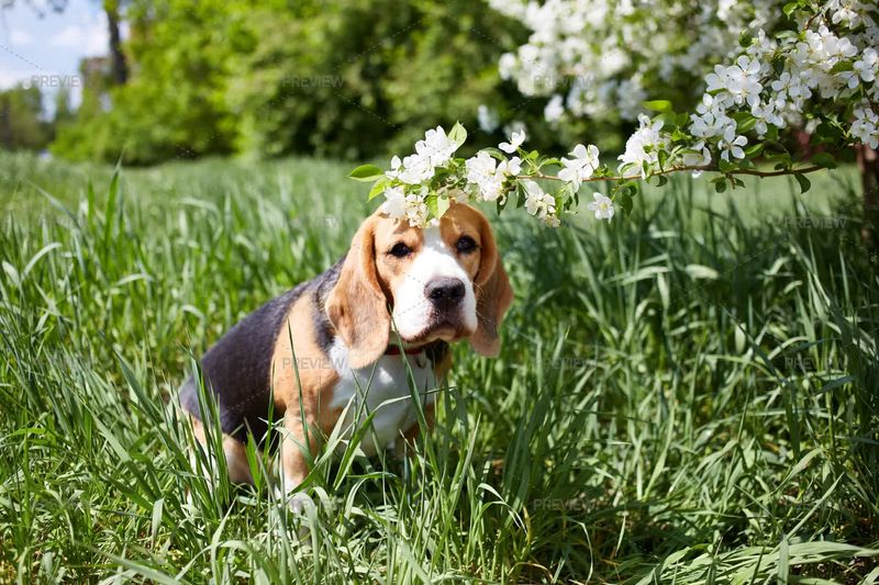 Beagle
