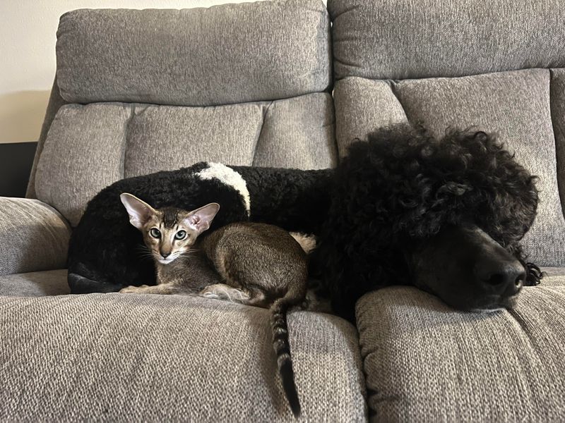 Poodle