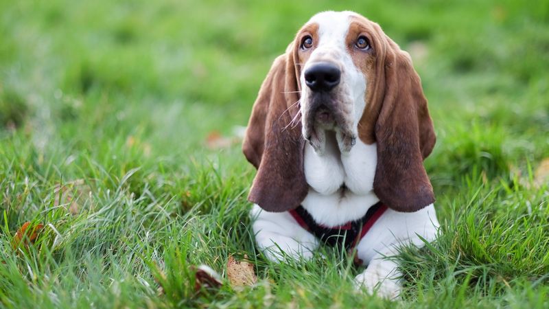 Basset Hound