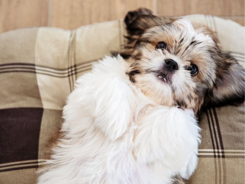 Shih Tzu