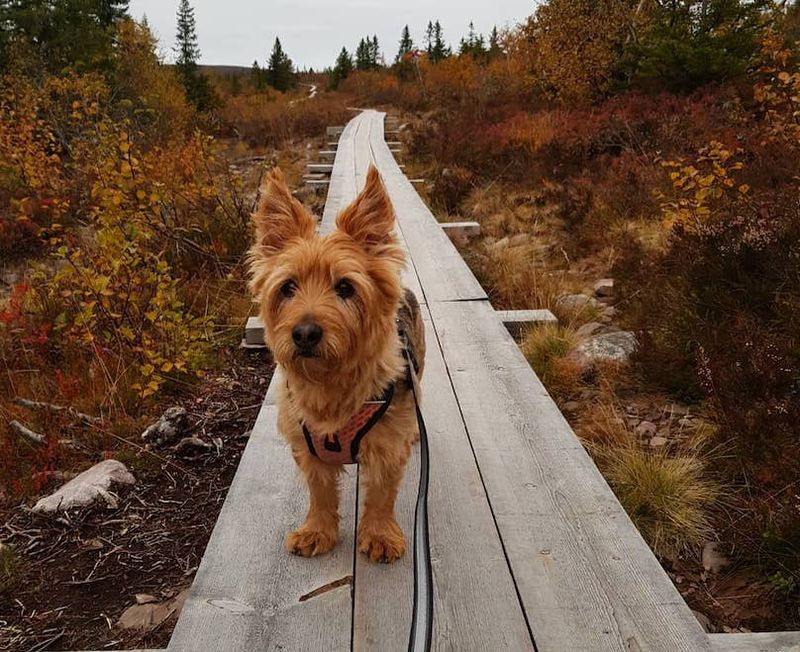 Australian Terrier