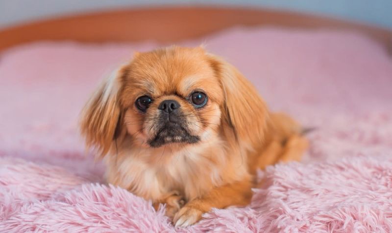 Pekingese