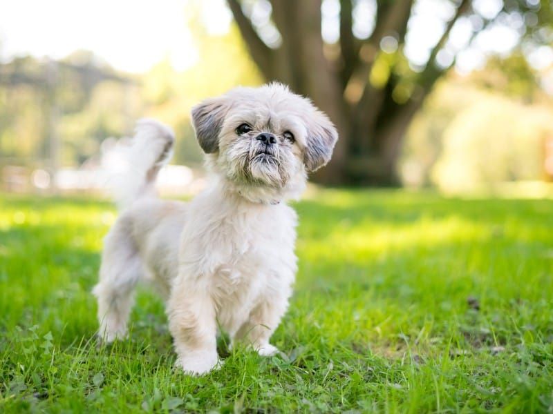 Shih Tzu