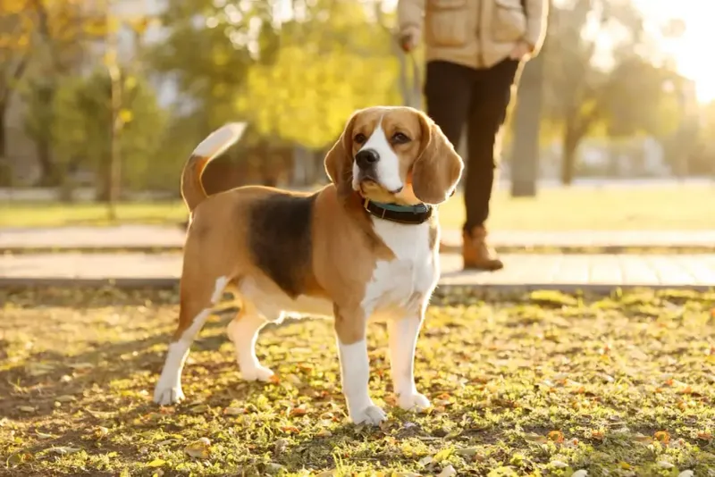 Beagle