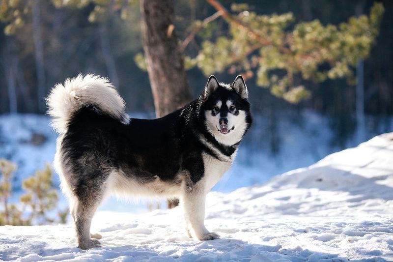 Alaskan Malamute's Mountain Mastery