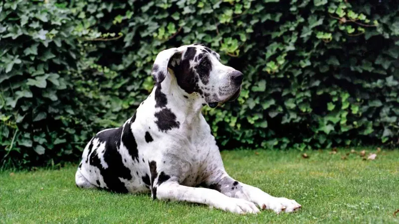 Great Danes