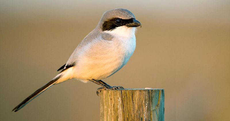 Loggerhead Shrike