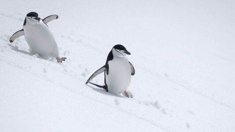 Celebrate World Penguin Day With 15 Cool Ways Penguins Thrive In The Harshest Climates