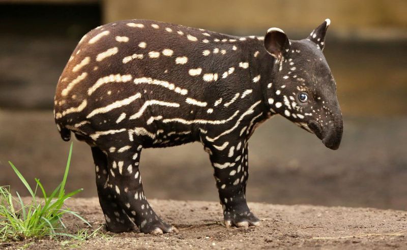 Baby Tapirs Are Born With Stripes And Spots
