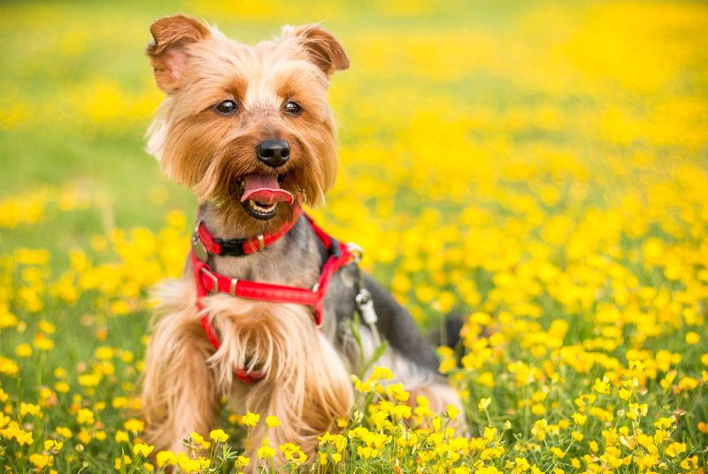 Therapeutic Companions