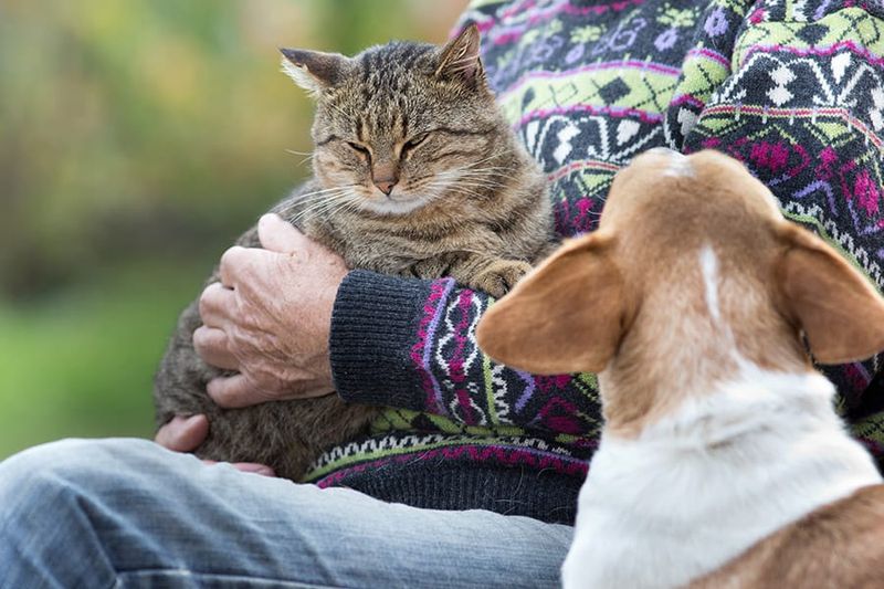 Other Pets