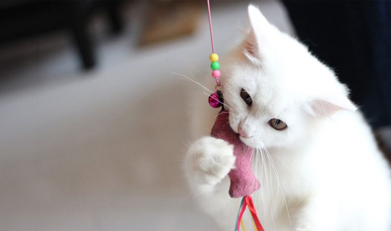 Skipping Playtime And Enrichment