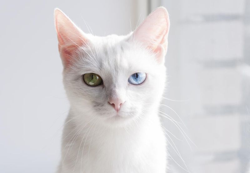Shimmering White Coat