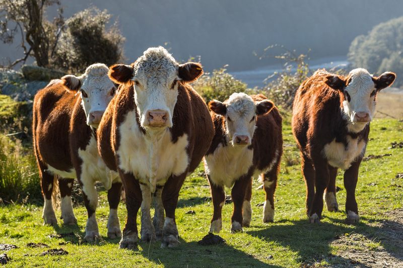 Hereford
