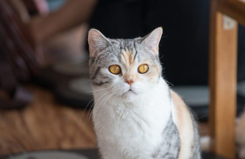 American Wirehair