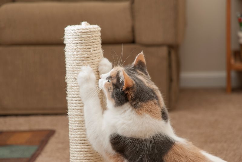 Scratching
