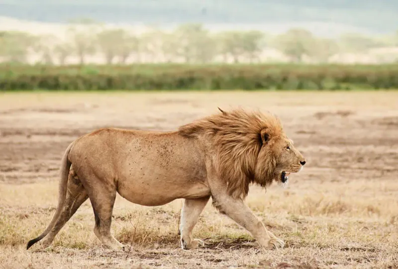 Lions Are From The Jungle