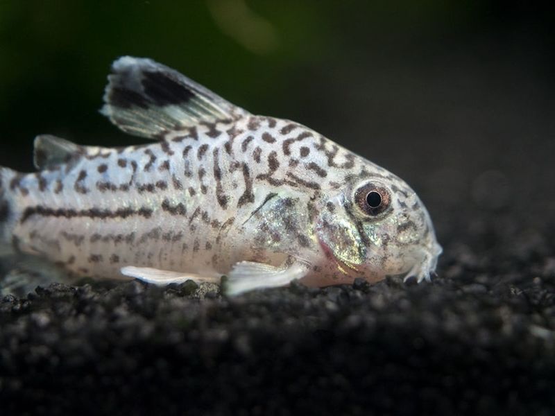Corydoras Catfish