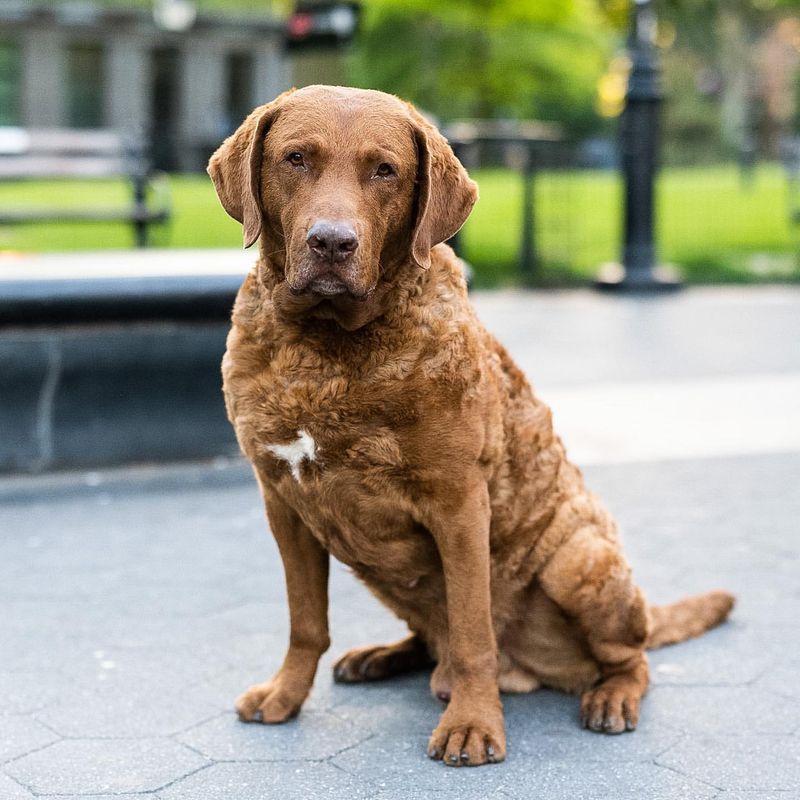 Chesapeake Bay Retriever