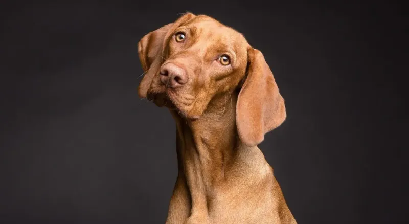Vizsla