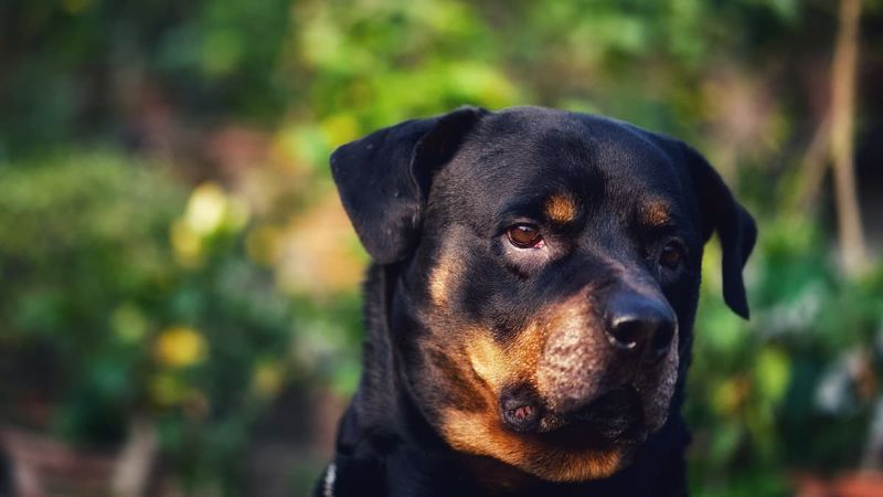 Rottweilers: The Payroll Protectors