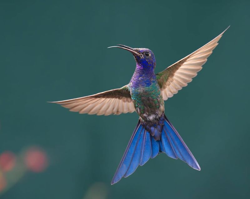 Hummingbird
