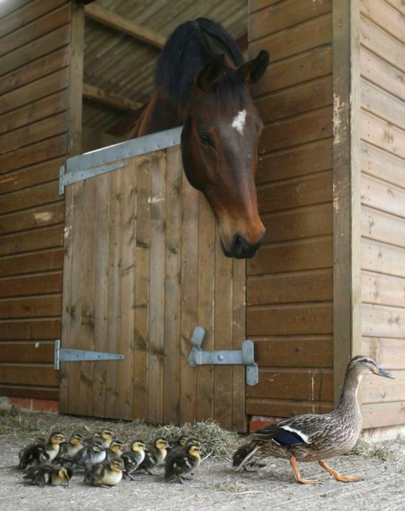 Ducks