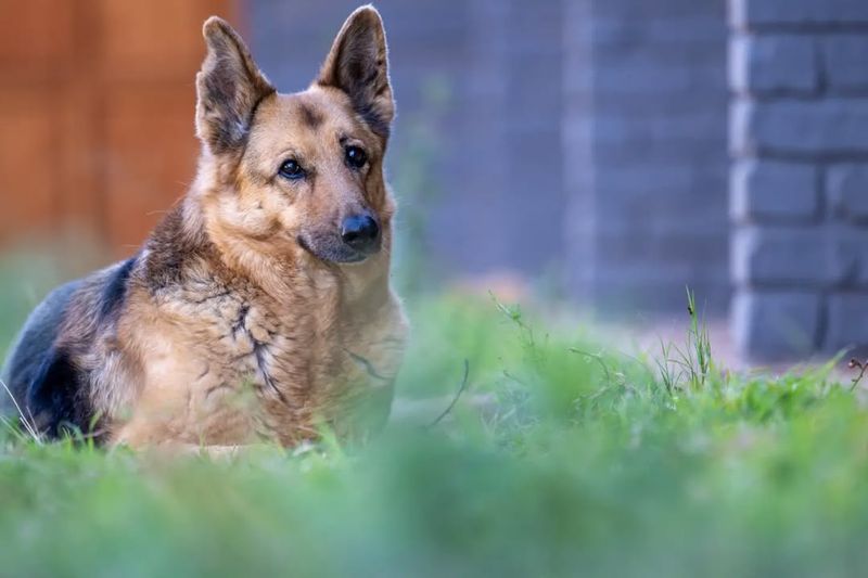 German Shepherd