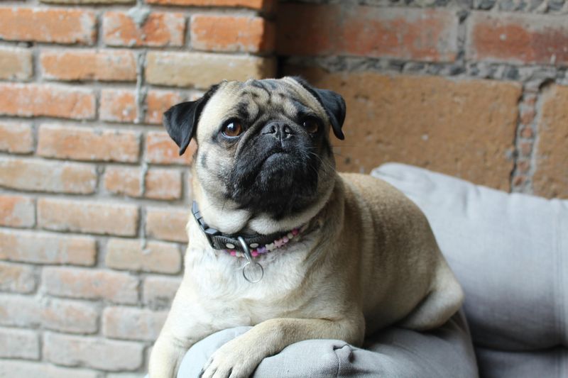 Pug