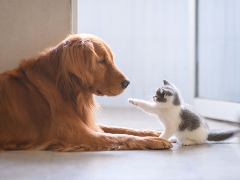 Golden Retriever