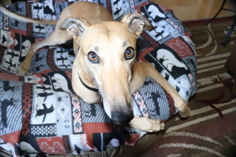 Greyhound
