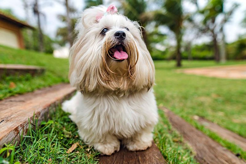 Lhasa Apso