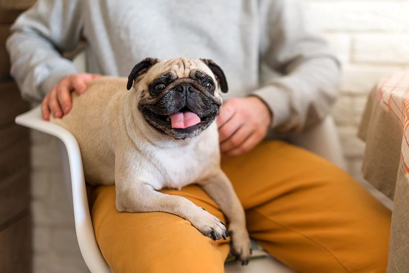 Pug
