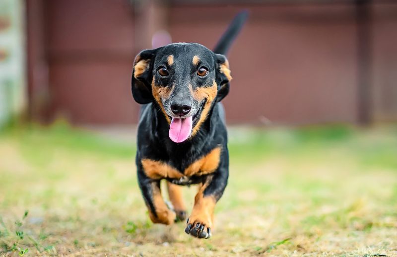 Dachshund