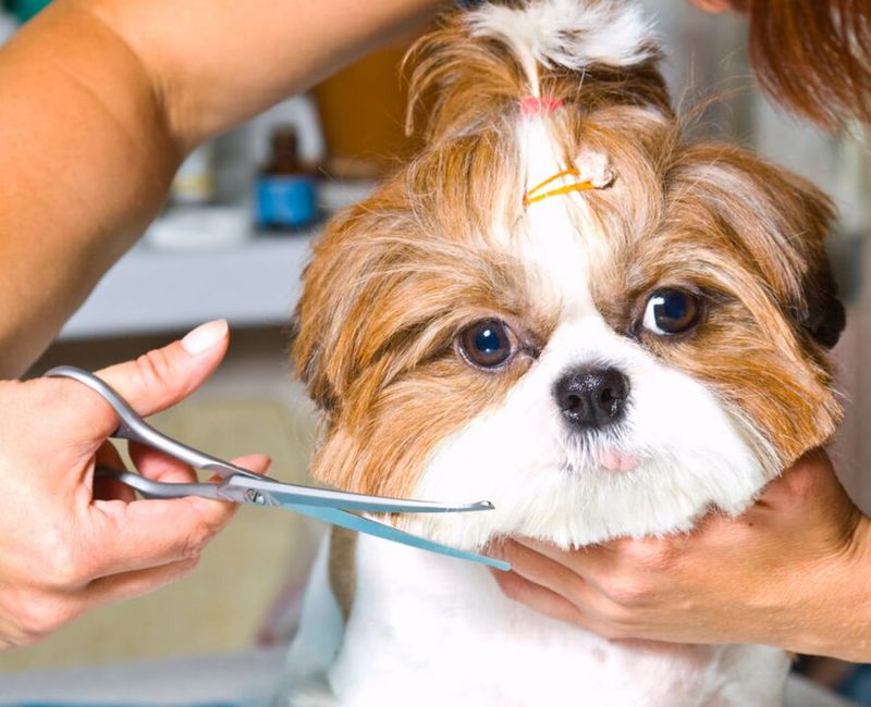 Shih Tzu