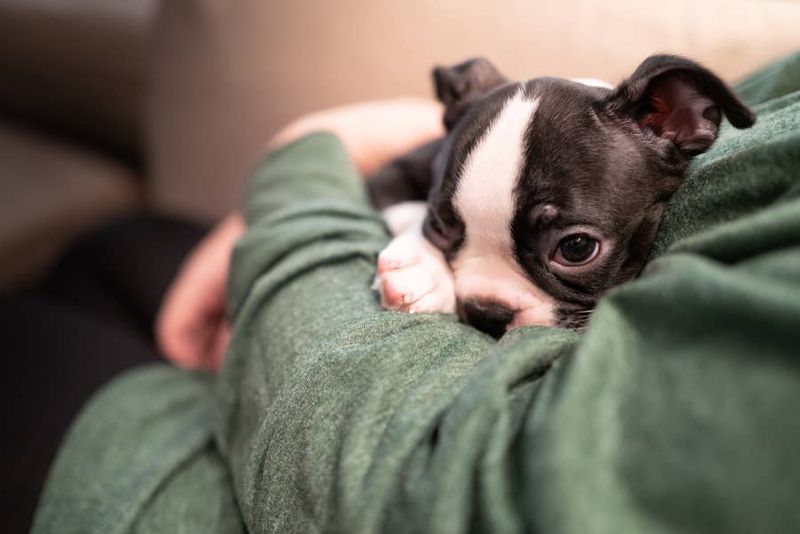 Boston Terrier