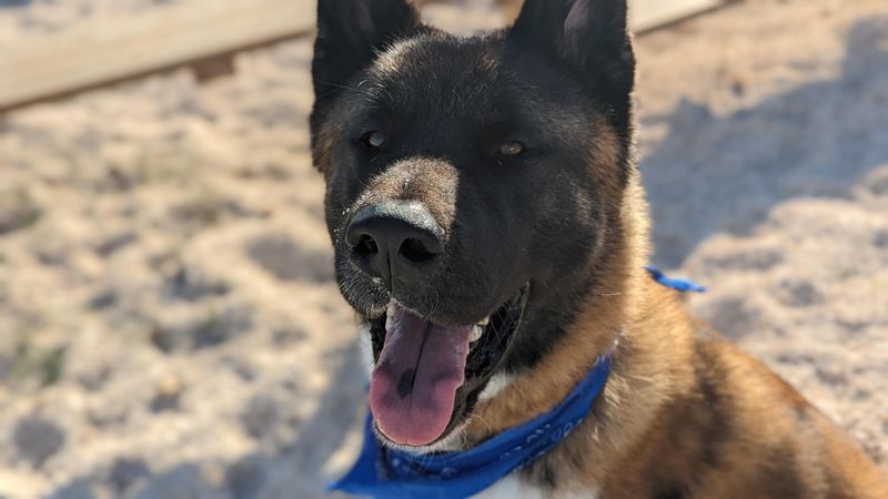 Akita