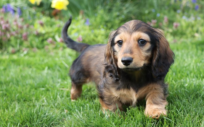 Dachshund