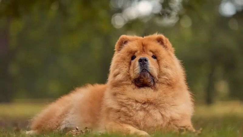 Chow Chows: Independent Thinkers, Not Aggressive Grumps