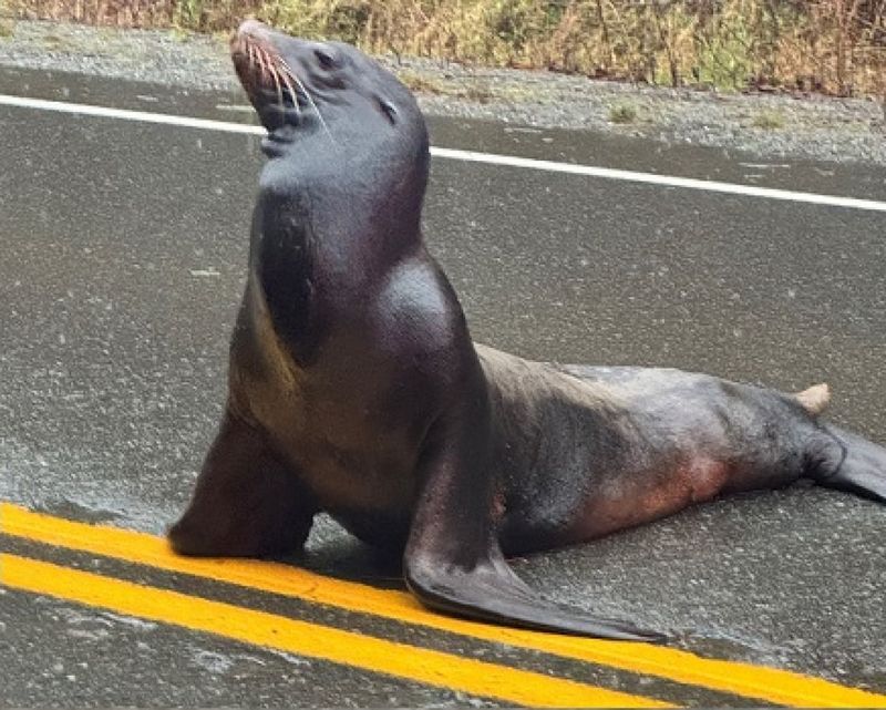 The Sea Lion Street Tour