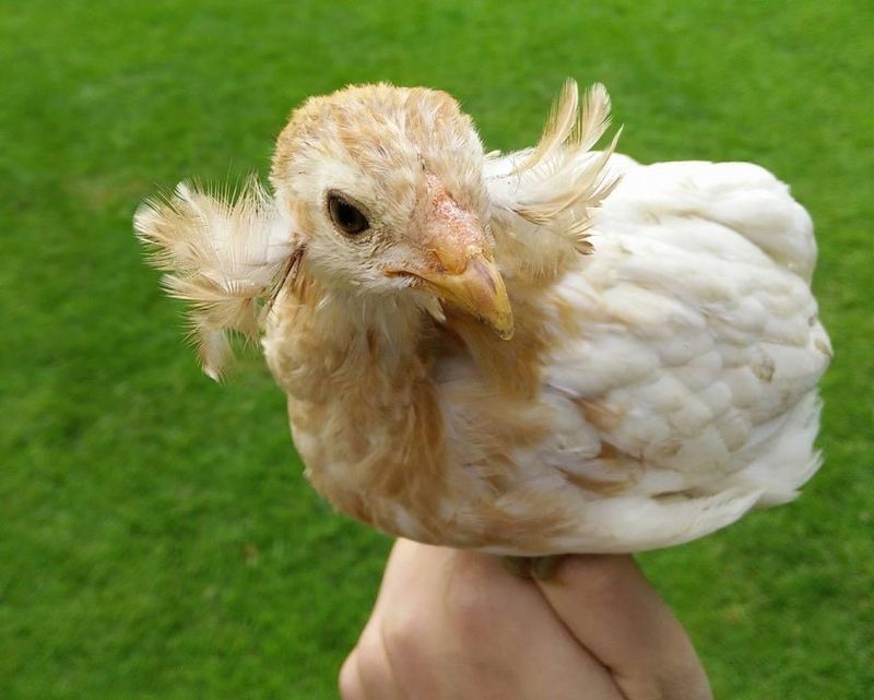 Araucana Chicken