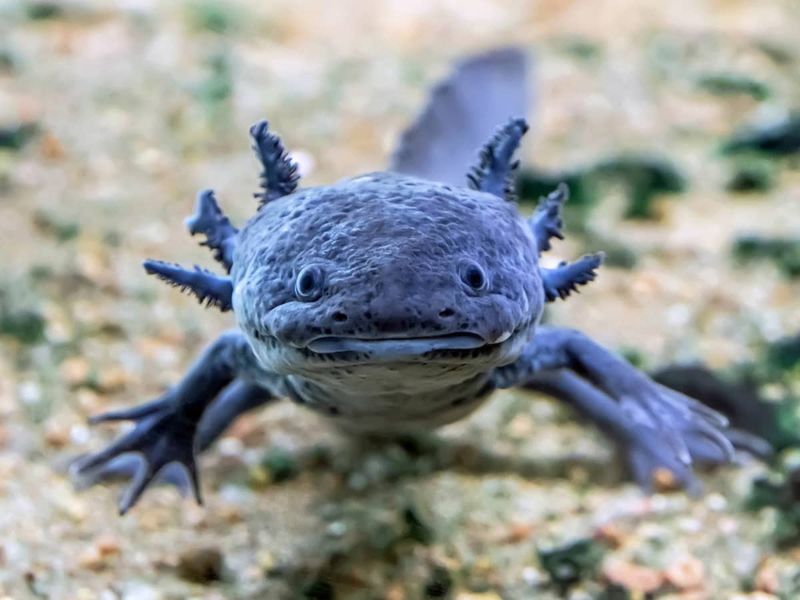 Axolotl