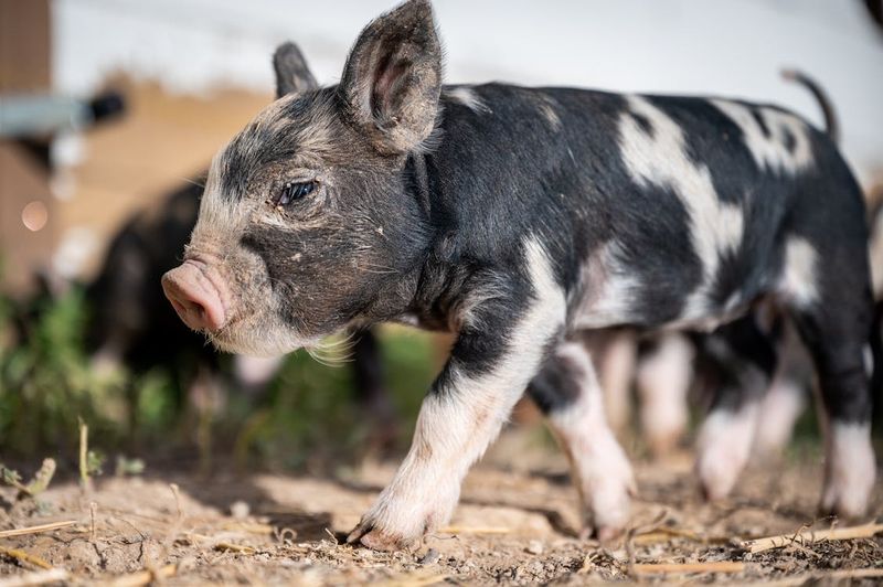 Pigs