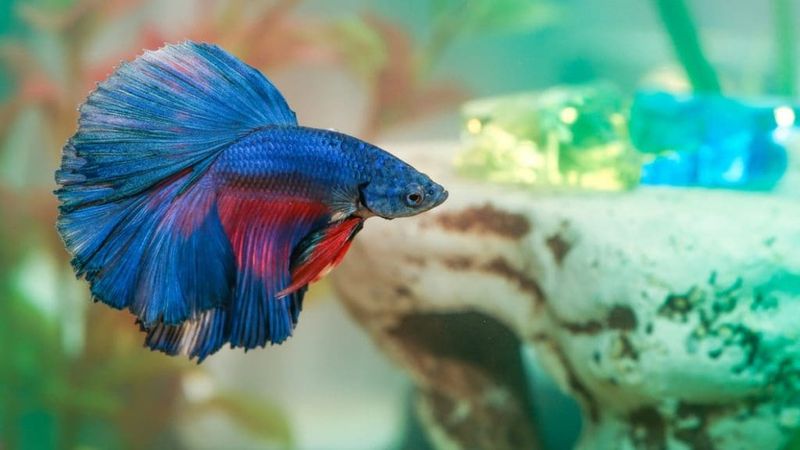 Betta Fish