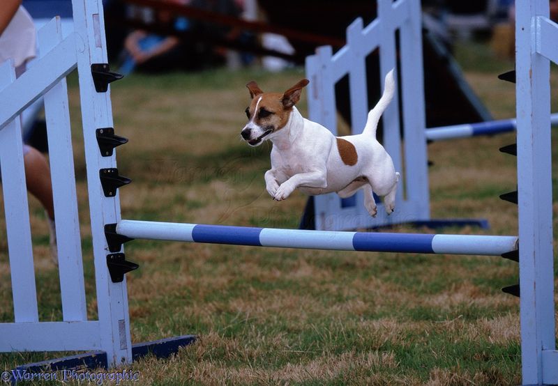 Jack Russell Terriers: Tiny Tornados With Big Brains