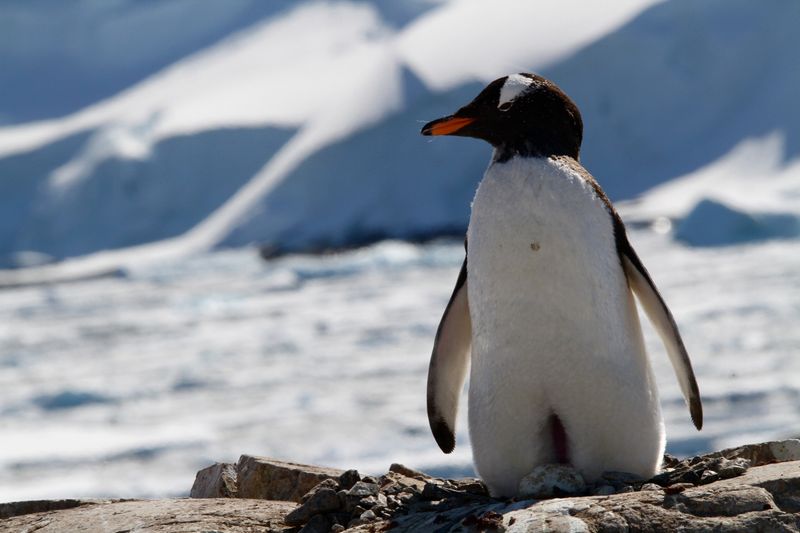 Gentoo Penguin